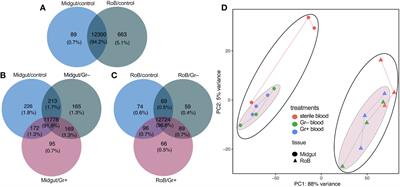 Activation of immune pathways in common bed bugs, Cimex lectularius, in response to bacterial immune challenges - a transcriptomics analysis